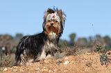 YORKSHIRE TERRIER 196